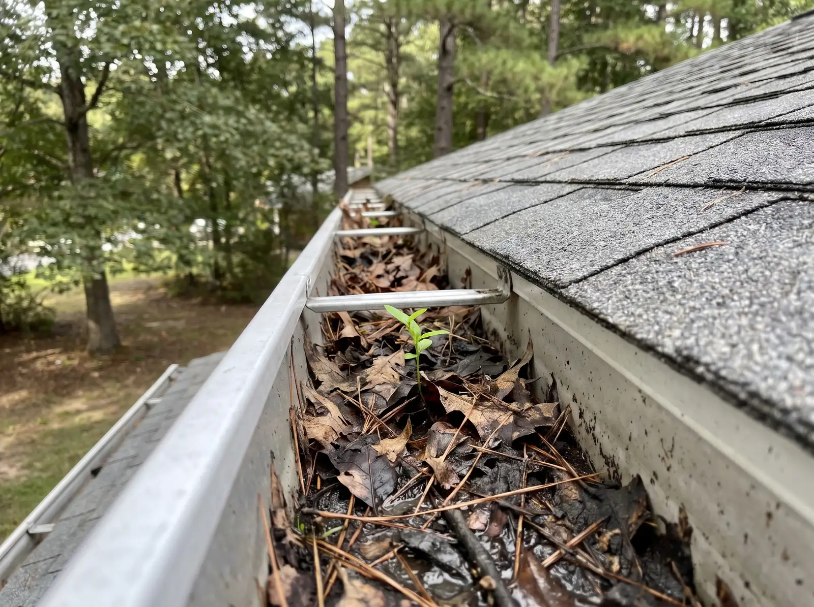 Gutter packed with wet leaves and pine needles, a seedling growing out of the debris